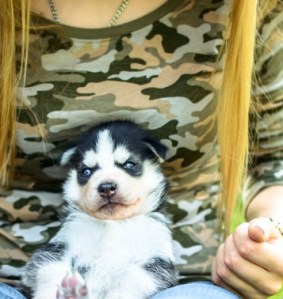 Little prety husky puppy outdoor in womans hands